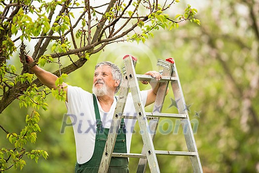 Senior man gardening in his garden (color toned image)