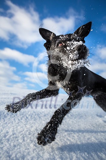 Hilarious black dog jumping for joy over a snowy field on a lovely winter day Hilarious black dog jumping for joy over a snowy field on a lovely winter day