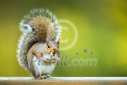 Eastern Grey Squirrel (Sciurus carolinensis) Eastern Grey Squirrel (Sciurus carolinensis)