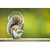 Eastern Grey Squirrel (Sciurus carolinensis)