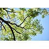 green tree brances frame corner  with blue sky and sun flare in background