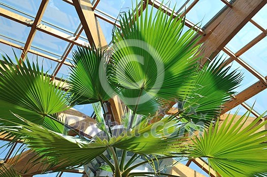 modern home roof wood roof construction with many windows blue sky and green palm leafs modern home roof wood roof construction with many windows blue sky and green palm leafs