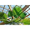 modern home roof wood roof construction with many windows blue sky and green palm leafs