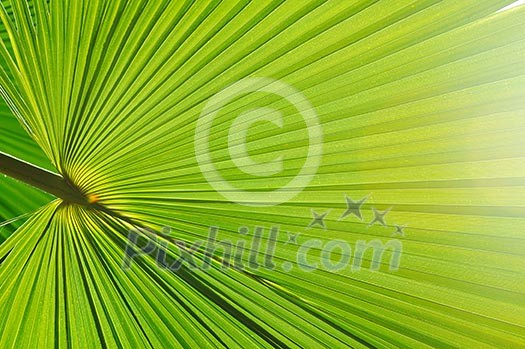 green fresh leaf of palm background closeup green fresh leaf of palm background closeup