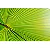 green fresh leaf of  palm background closeup 