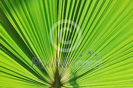 green fresh leaf of palm background closeup green fresh leaf of palm background closeup
