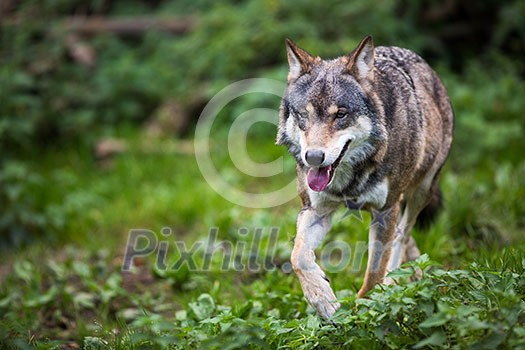 Gray/Eurasian wolf (Canis lupus) Gray/Eurasian wolf (Canis lupus)