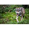 Gray/Eurasian wolf (Canis lupus)