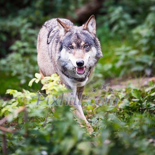 Gray/Eurasian wolf (Canis lupus) Gray/Eurasian wolf (Canis lupus)