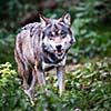 Gray/Eurasian wolf (Canis lupus)