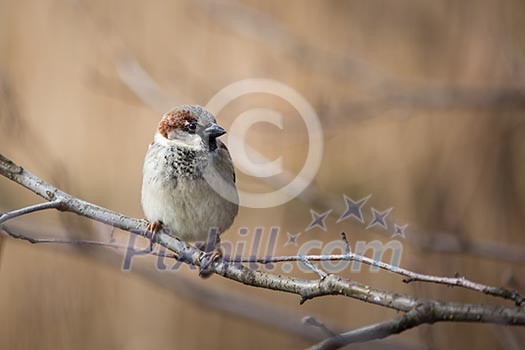House Sparrow (Passer domesticus) House Sparrow (Passer domesticus)