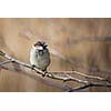 House Sparrow (Passer domesticus)