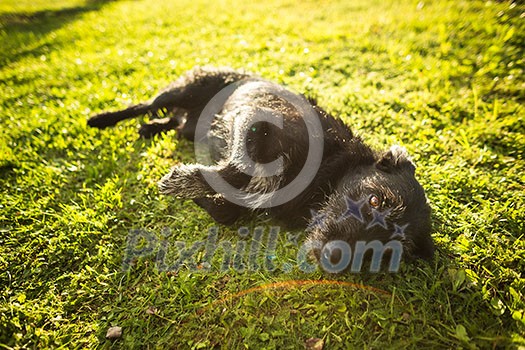 Cute dog lying in the grass in lovely late afternoon sunshine show with shallow DOF Cute dog lying in the grass in lovely late afternoon sunshine show with shallow DOF