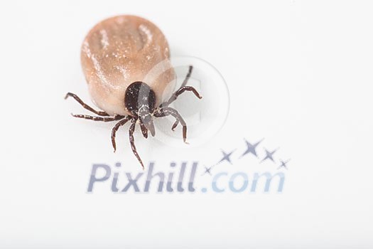 Tick - parasitic arachnid blood-sucking carrier of various diseases Tick - parasitic arachnid blood-sucking carrier of various diseases