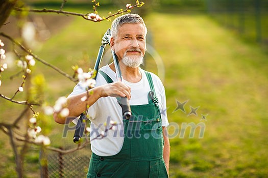 Portrait of a handsome senior man gardening in his garden, on a lovely spring day (color toned image) Portrait of a handsome senior man gardening in his garden, on a lovely spring day (color toned image)