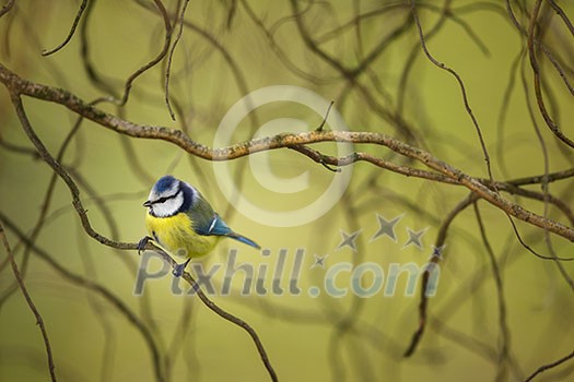 Tiny Blue tit on a feeder in a garden, hungry during winter (lat. Parus caeruleus) Tiny Blue tit on a feeder in a garden, hungry during winter (lat. Parus caeruleus)