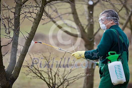 Using chemicals in the garden/orchard: gardener applying an insecticide/a fertilizer to his fruit shrubs, using a sprayer Using chemicals in the garden/orchard: gardener applying an insecticide/a fertilizer to his fruit shrubs, using a sprayer