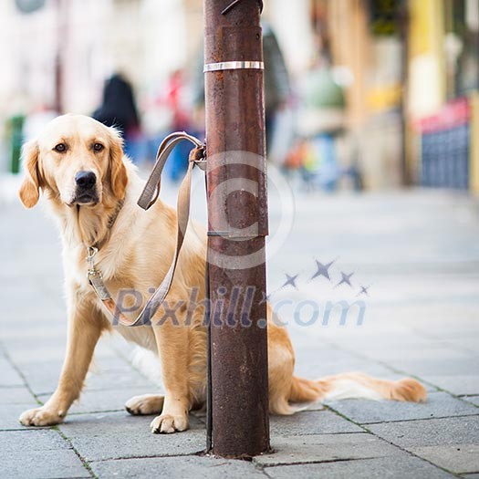 Cute dog waiting patiently for his master on a city street Cute dog waiting patiently for his master on a city street