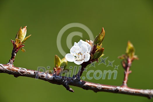 Spring - blossoming apple tree against lovely green background Spring - blossoming apple tree against lovely green background
