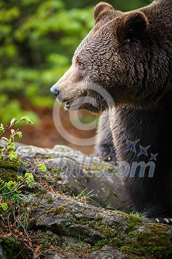 Brown bear (Ursus arctos) Brown bear (Ursus arctos)