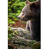 Brown bear (Ursus arctos)