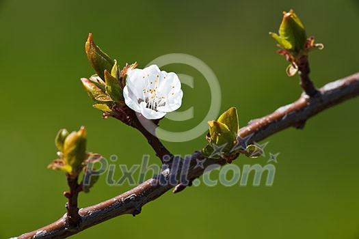Spring - blossoming apple tree against lovely green background Spring - blossoming apple tree against lovely green background
