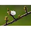 Spring - blossoming apple tree against lovely green background