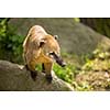 White-nosed Coati (Nasua narica) aka Pizote or Antoon. Diurnal, omnivore mammal
