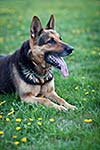 Clever German Shepherd dog lying in the spring grass, waiting for his master's command