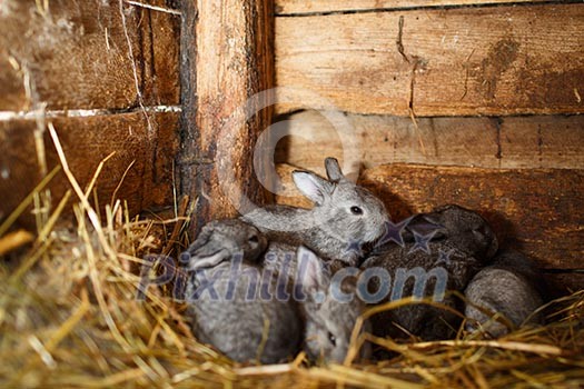 Young rabbits popping out of a hutch (European Rabbit - Oryctolagus cuniculus) Young rabbits popping out of a hutch (European Rabbit - Oryctolagus cuniculus)
