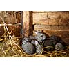 Young rabbits popping out of a hutch (European Rabbit - Oryctolagus cuniculus)