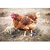 Closeup of a hen in a farmyard (Gallus gallus domesticus)