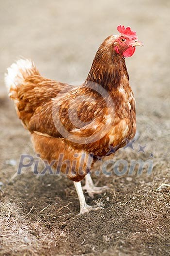 Closeup of a hen in a farmyard (Gallus gallus domesticus) Closeup of a hen in a farmyard (Gallus gallus domesticus)