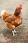 Closeup of a hen in a farmyard (Gallus gallus domesticus)