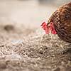 Closeup of a hen in a farmyard (Gallus gallus domesticus)