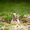 very cute black tailed prairie dog (Cynomys ludovicianus)