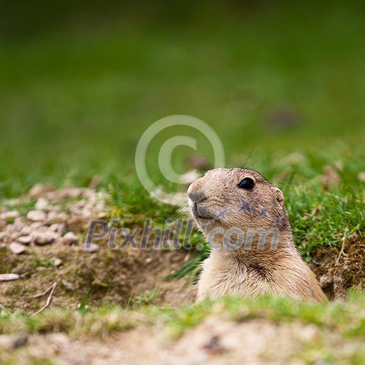 very cute black tailed prairie dog (Cynomys ludovicianus) very cute black tailed prairie dog (Cynomys ludovicianus)