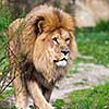 Macestic lion walking