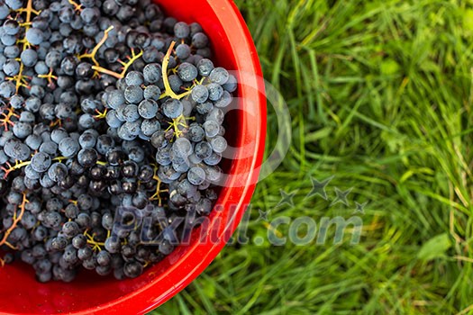 Freshly harvested red grapes in a pannier (color toned image) Freshly harvested red grapes in a pannier (color toned image)