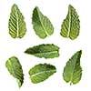 green mint isolated on white