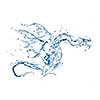 Water dragon isolated on white