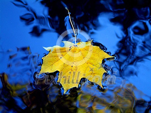 Yellow leaf in blue water Yellow leaf in blue water