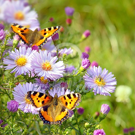 two butterfly on flowers two butterfly on flowers