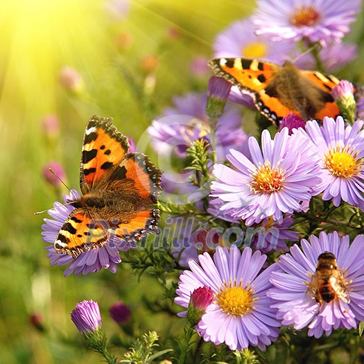 butterfly on flowers butterfly on flowers