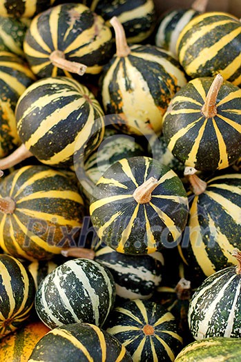 background from small pumpkins background from small pumpkins