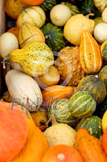 background from small different pumpkins background from small different pumpkins