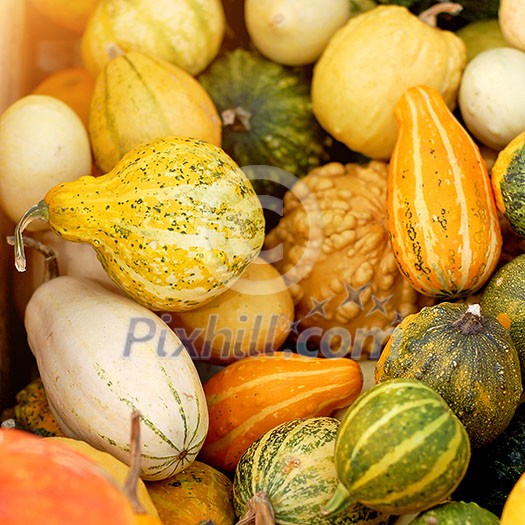pumpkins background pumpkins background