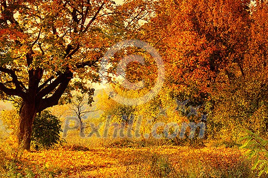 Autumn Forest Autumn Forest