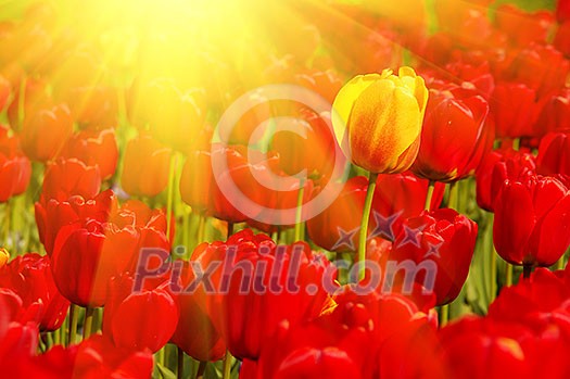 sunny field of tulips sunny field of tulips