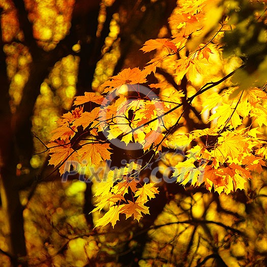 autumn yellow leaves autumn yellow leaves